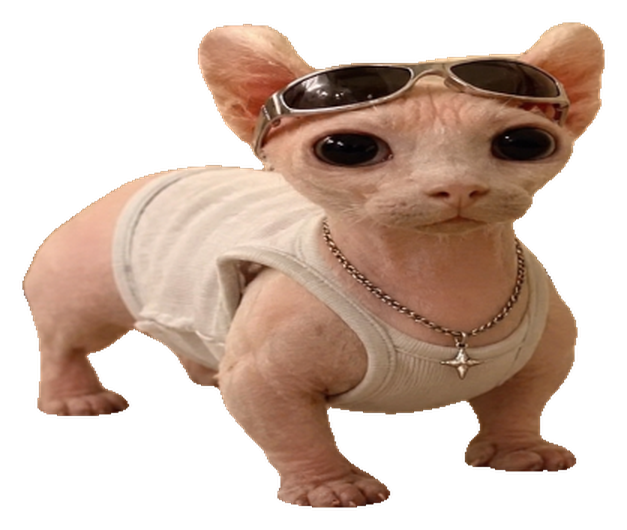 Nudini, a hairless cat in sunglasses, a white ribbed vest and a silver chain